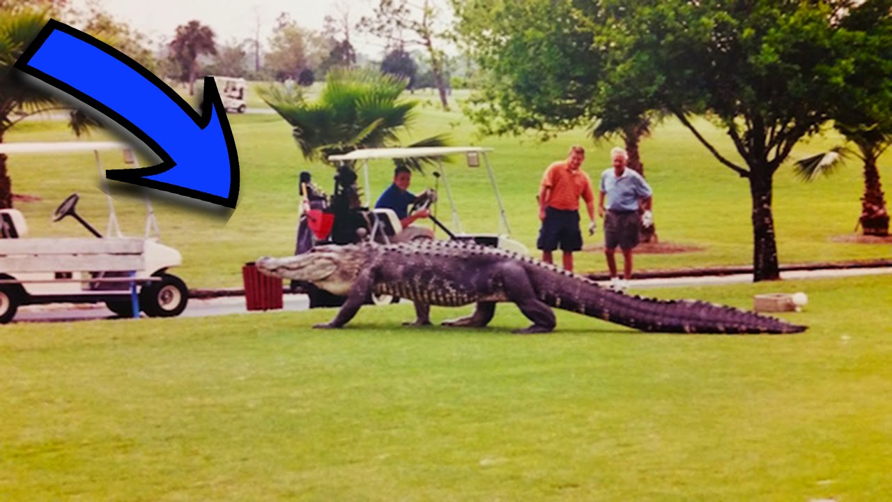 Алигатор затвори голф-игрище във Флорида 