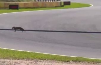 Лисица се появи на пистата по време на квалификациите за Гран При на Нидерландия. 