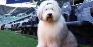 Тотнъм стана жертва на шега от своя спонсор