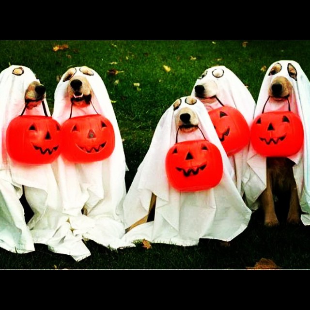 Роберто Солдадо подготви и кучетата си за Хелоуин