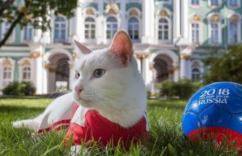 Ахил, котката-оракул от Ермитажа, предсказа победа на Русия над С. Арабия. 