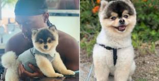 Откраднаха кучето на Стъридж