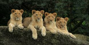 Топ 11 (набор 2000)  втора част