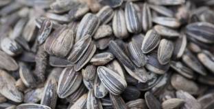 От Локо Пловдив забраниха внасянето на небелен слънчоглед на стадиона