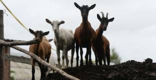 Турски клуб продаде 18 футболисти, за да закупи 10 кози