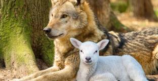 И вълкът сит, и агнето цяло!