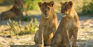 Топ 11 (набор 2000)